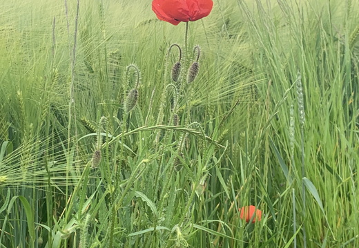 Boucle de la Marne autour de Thorigny