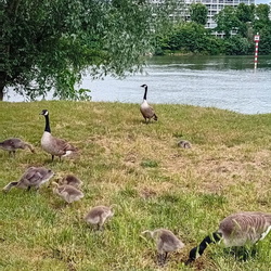 Du Vésinet à Achères