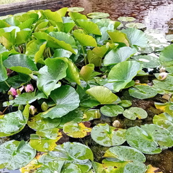 Du Vésinet à Achères