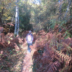 Grosrouvre - Forêt de Rambouillet