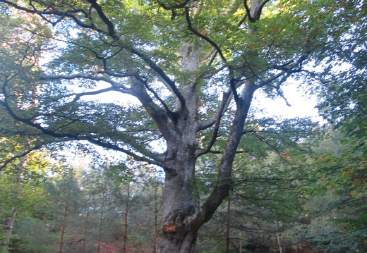 Grosrouvre - Forêt de Rambouillet