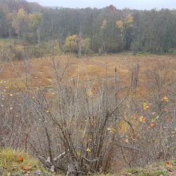 Forêt de l'Isle-Adam, lisière Sud 