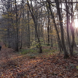 Forêt de l'Isle-Adam, lisière Sud