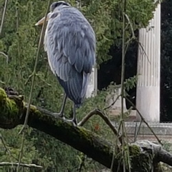 Bois de Vincennes, Ile Fanac