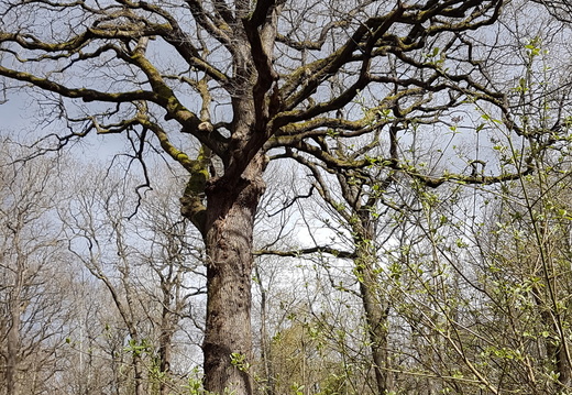 Du parc de Sceaux à la forêt de Meudon