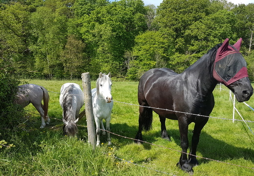 Entre Rhodon et Yvette (78)