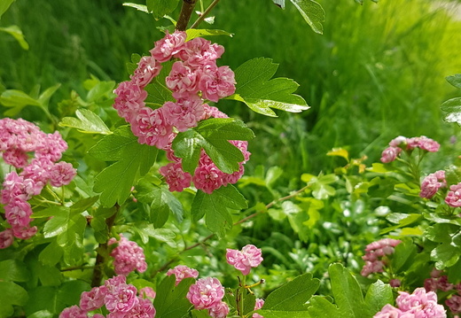 Forêt de Ferrières (77)